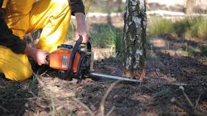 Best Lot and Land Clearing  in Terryville, NY