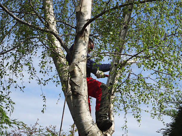 Best Fruit Tree Pruning  in Terryville, NY