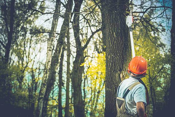 Best Tree Trimming and Pruning  in Terryville, NY